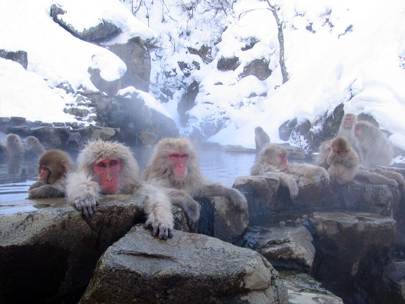 macacos japonesos